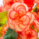 transandamess avatar