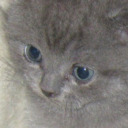 transantichrist avatar