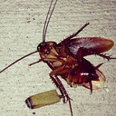 transatanic-cable avatar