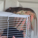 transberrybiscuits avatar