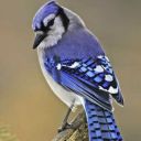 transblue-jay avatar