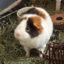 transcakeoutintherain avatar