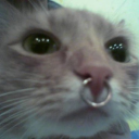 transcatpup avatar