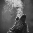 transcendentdays avatar