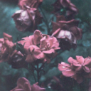 transcendentmoon-blog avatar