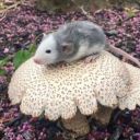 transcultureislove avatar