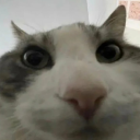 transfagcowboys avatar