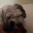 transgenderbuckybarnes avatar