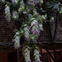 transient-behavior avatar