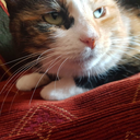 transientmentality avatar