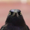 transjuggalette avatar