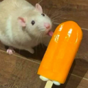 translucentxamelion avatar