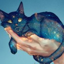 transluscentcats avatar