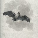 transneutraltranssex avatar