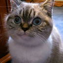 transpanrestguy avatar