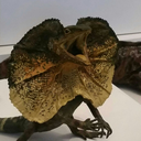 transparent-aura avatar