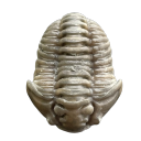 transparentfossil avatar