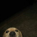 transparentheartpeach avatar