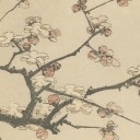 transparentquartz avatar