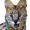 transparentserval avatar