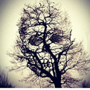 transparentzombi avatar