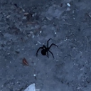 transsexualprint avatar