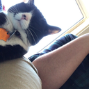 transshakespeare avatar