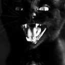 transtomcat-blog avatar