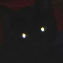 transvaltrans avatar