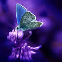 transwomenssurvivornetwork avatar