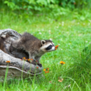 trapped-intheamber avatar