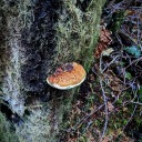 trash----panda avatar