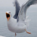 trash-birbs avatar