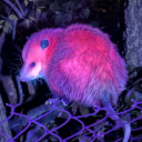 trash-opossum-mel avatar