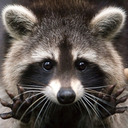 trash-pandas-spaceship avatar