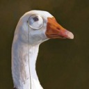 trashbagdweller avatar