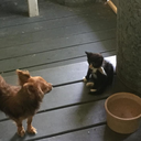 trashcankitty12 avatar