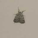 trashednstoned avatar