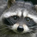 trashgoblinracoon avatar