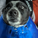 trashjackalope avatar