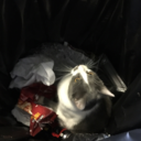 trashpigeon avatar