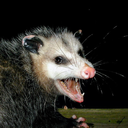 traumatized-possum avatar