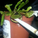 traumatized-suggestion avatar