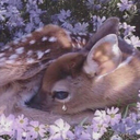 traumatizedfawn avatar