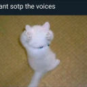 traumatizedkitty avatar