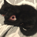 traumatizedmortal avatar