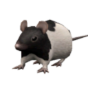 traumatizedrat avatar