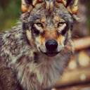 traumatizedwolf avatar