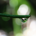 travel-the-world avatar