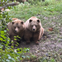 traveler-cookie avatar